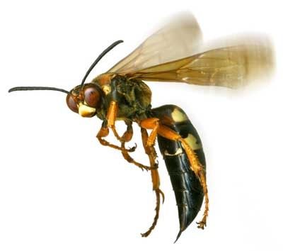 How Do You Say Wasp In Spanish