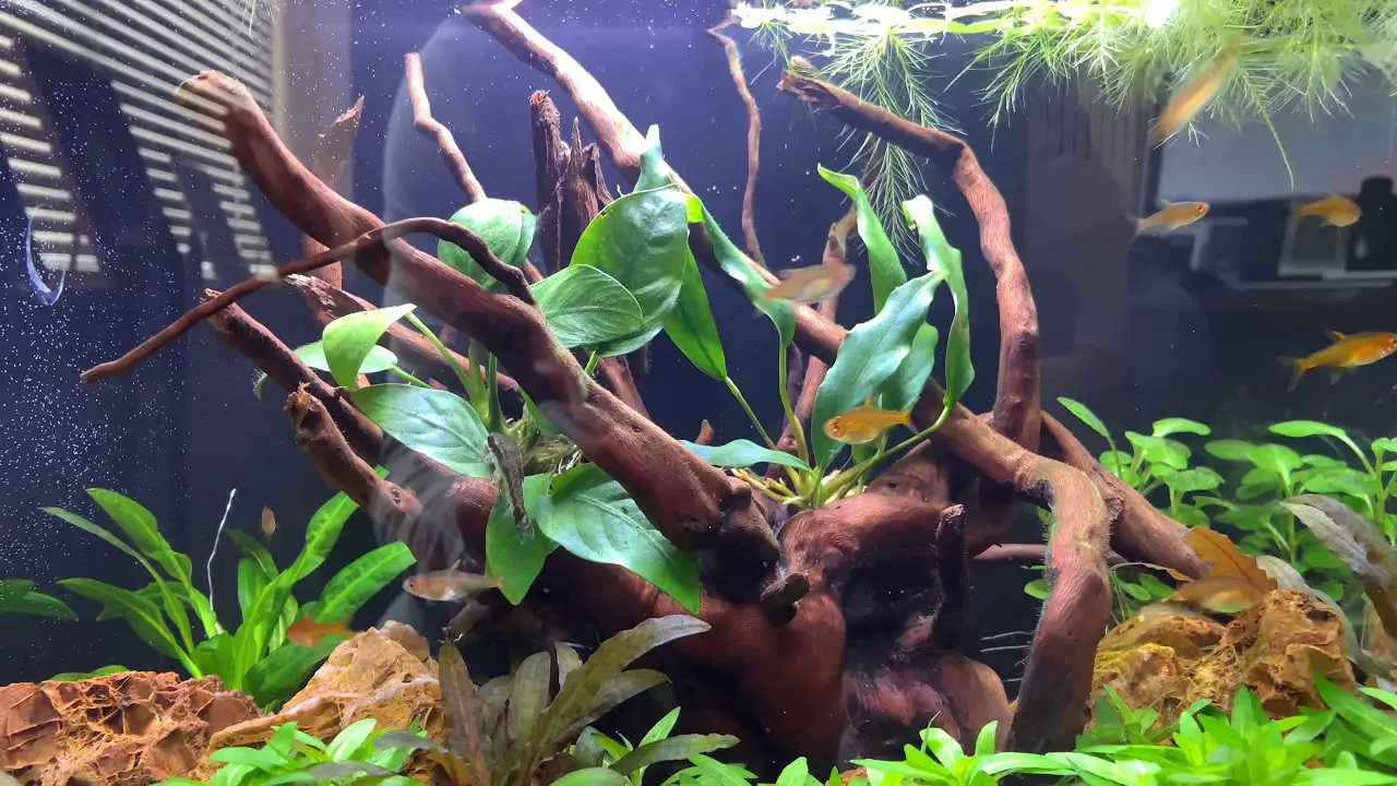 How Many Ember Tetras in a 10 Gallon Tank