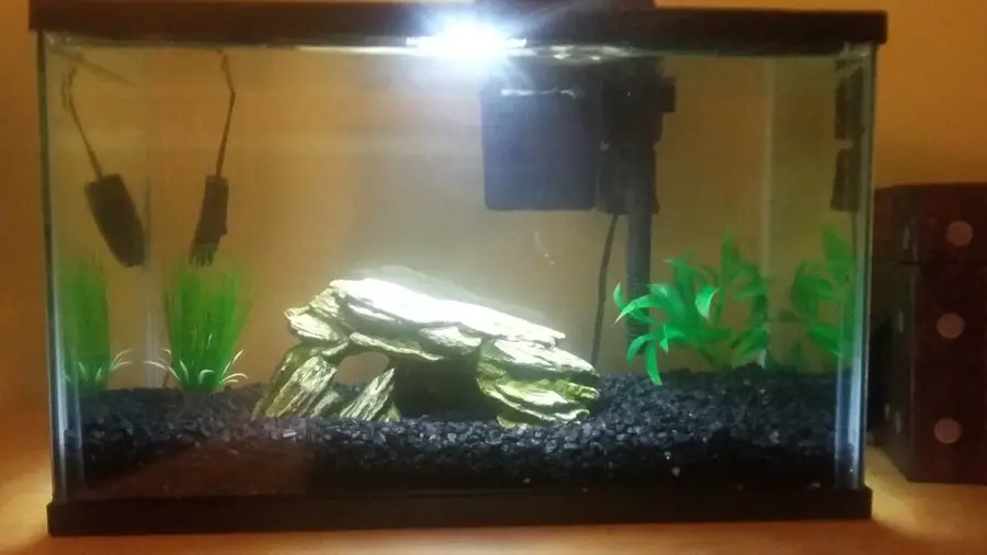 How Many Zebra Danios in a 5 Gallon Tank