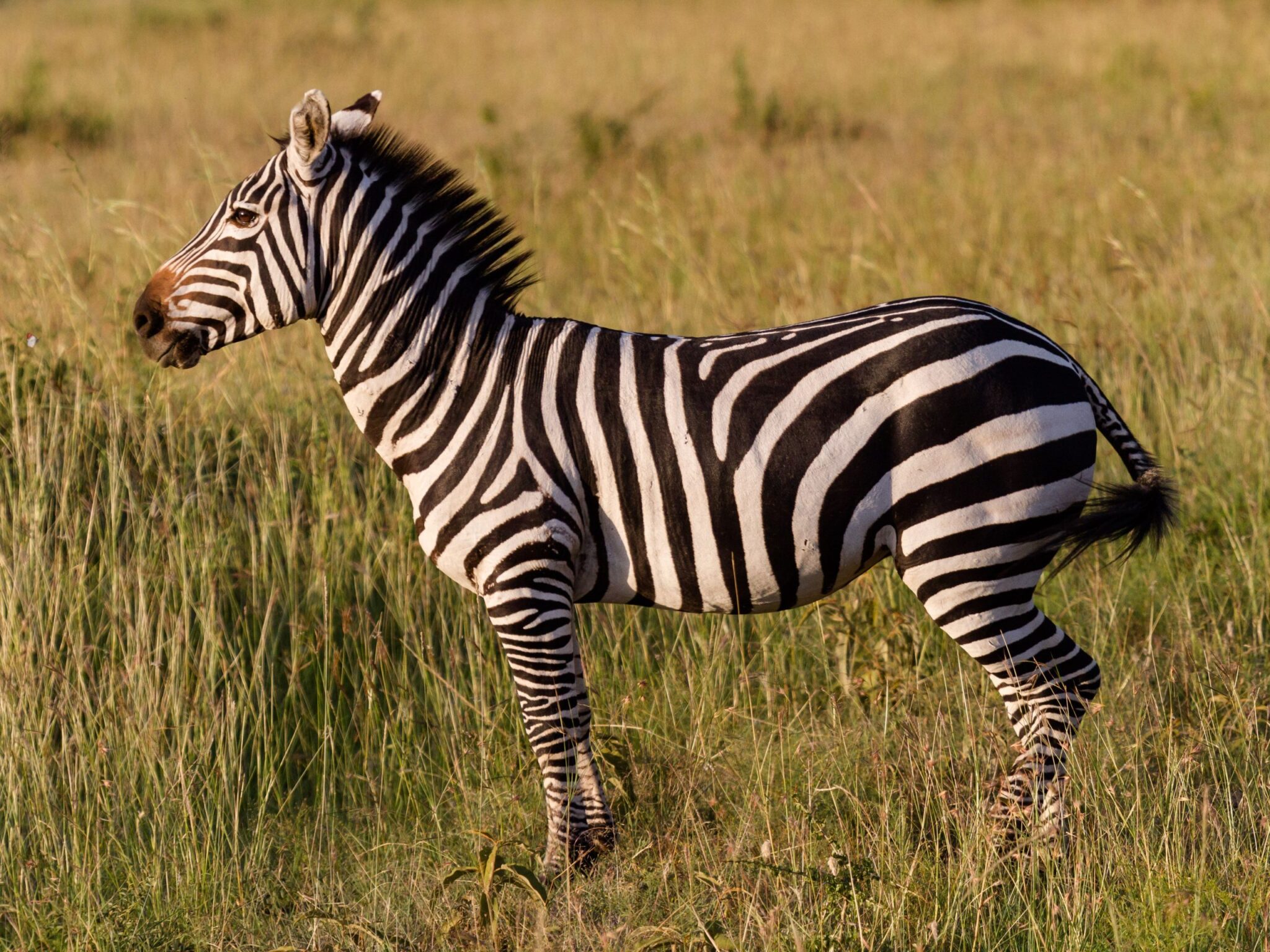 How to Say Zebra in Spanish