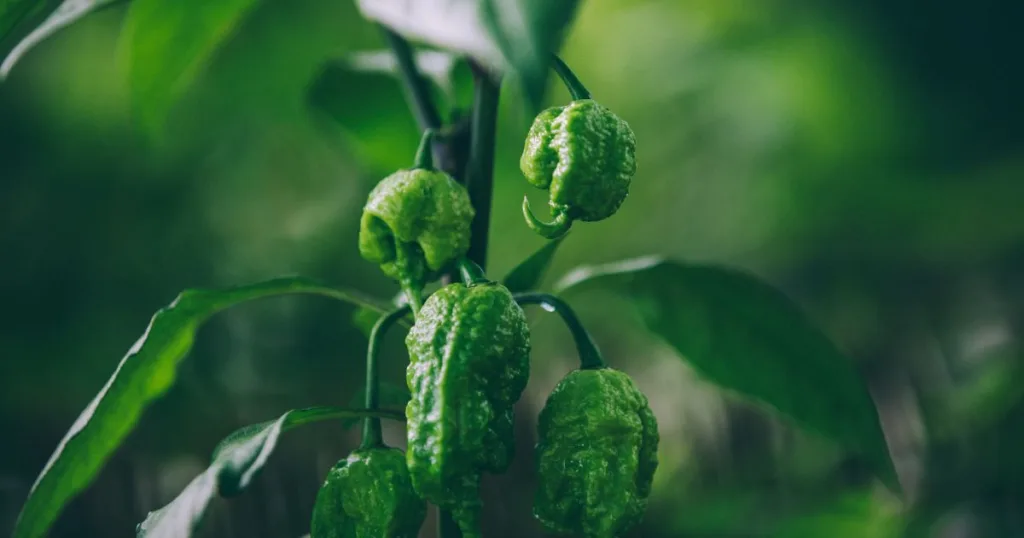 Can You Die From Eating A Carolina Reaper 2 Can A Normal Person Eat A Carolina Reaper