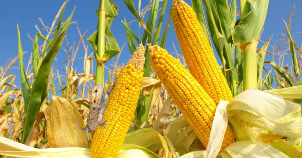Do Bearded Dragons eat Corn