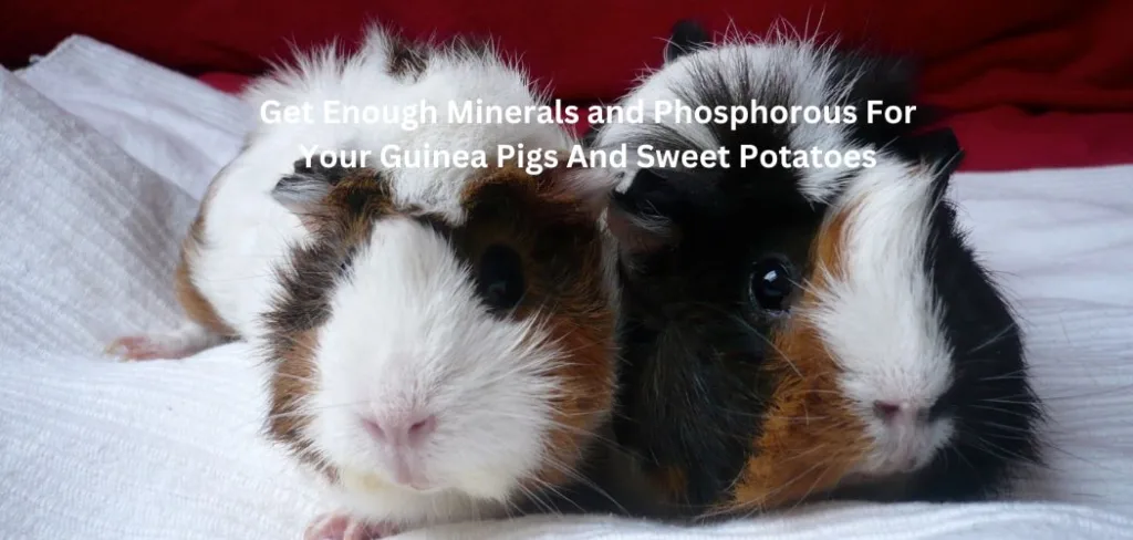 Get Enough Minerals and Phosphorous For Your Guinea Pigs And Sweet Potatoes