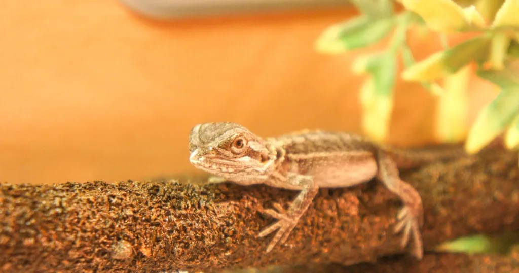How to Tell If a Bearded Dragon is Eating Grass