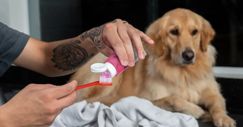 Is Colgate Toothpaste Toxic To Dogs 