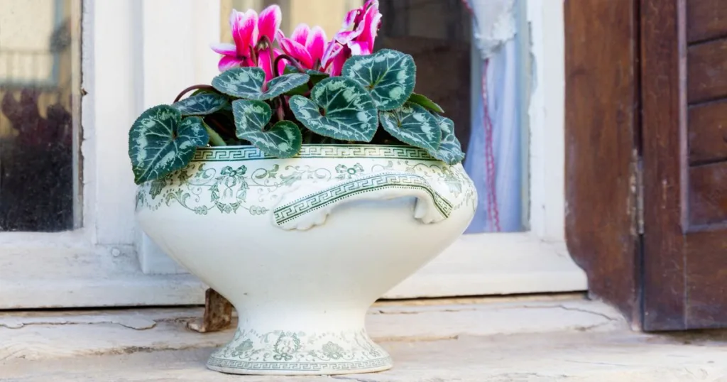 The Development of the Red Cliff Ironstone Soup Tureen