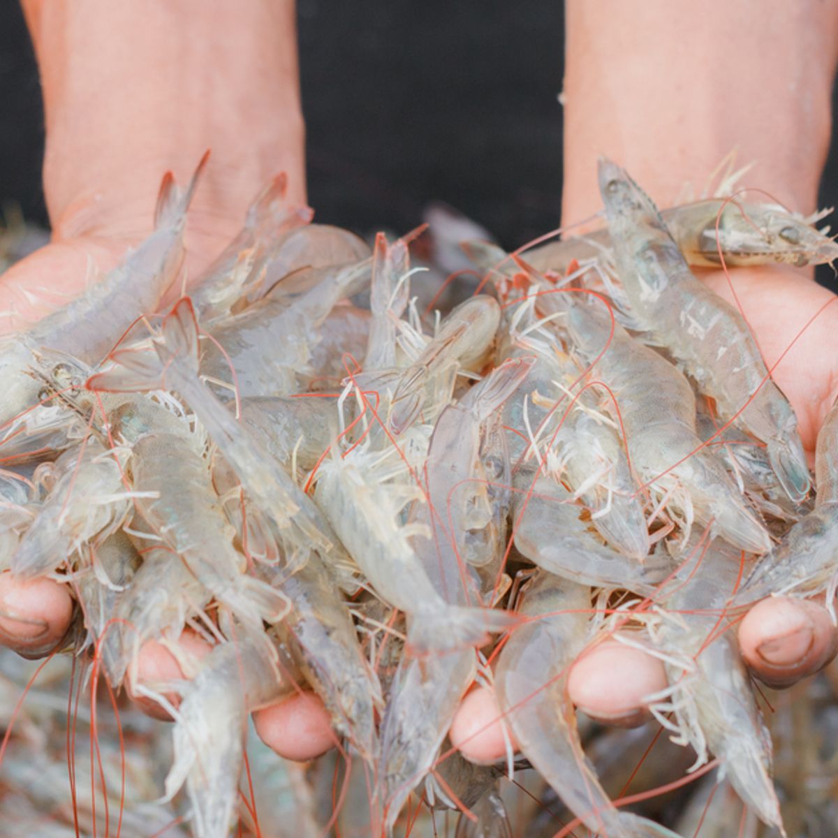 Shrimp in Curtain Rods
