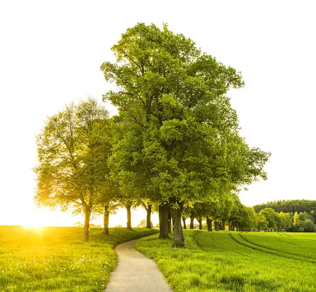 oak wood treatment methods