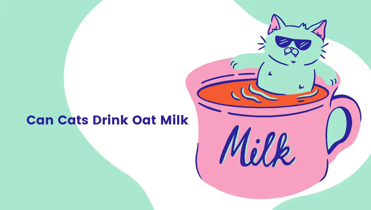 Can Cats Drink Oat Milk