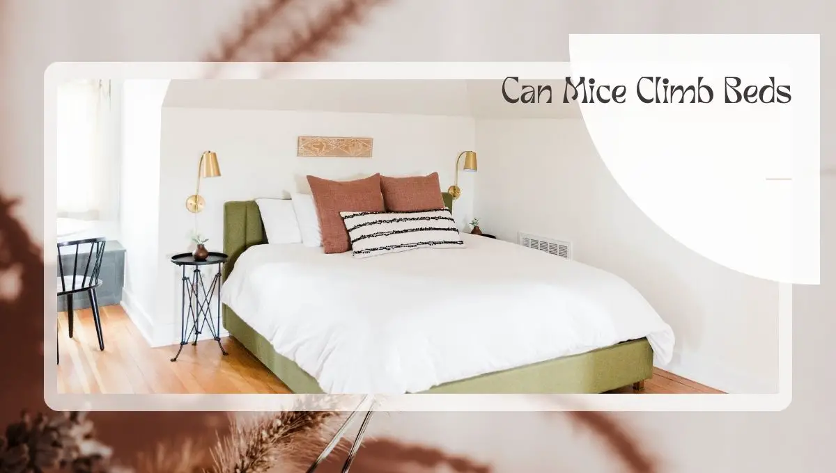 can mice climb beds