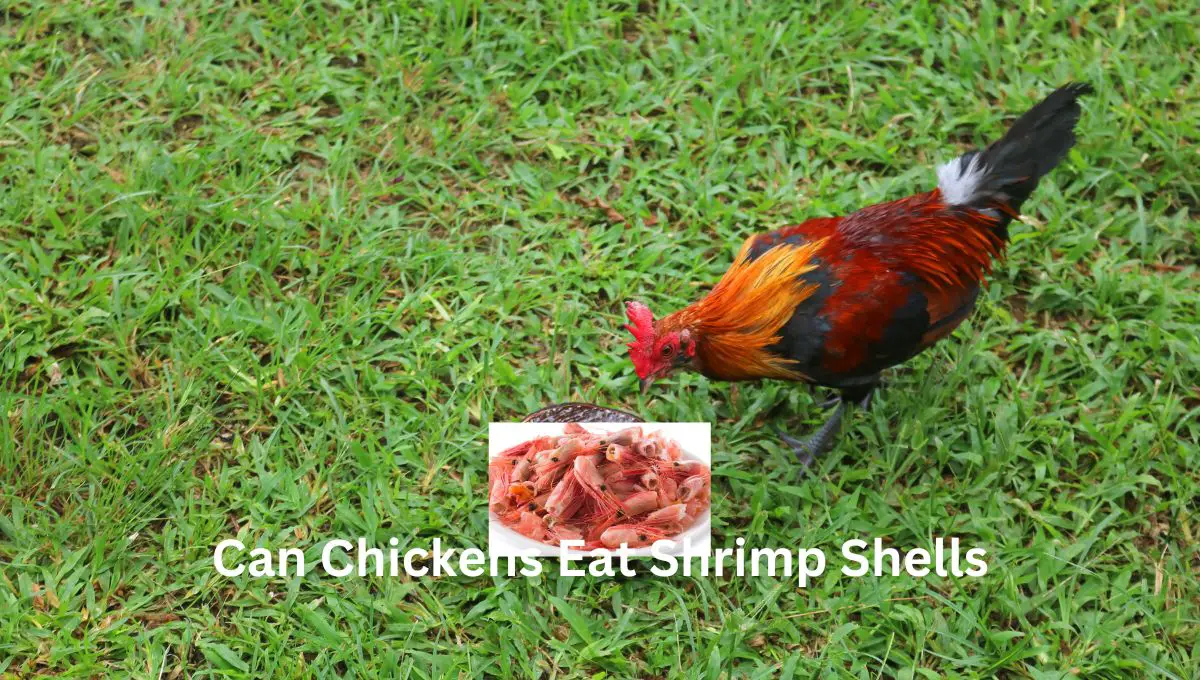 Can Chickens Eat Shrimp Shells
