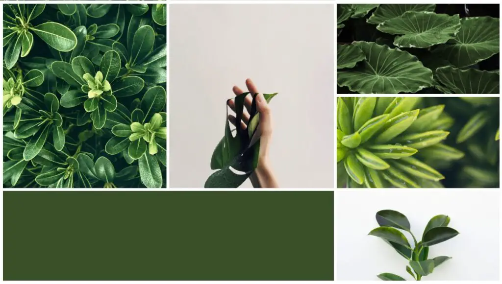 Can I Thaw Frozen Spinach in the Fridge