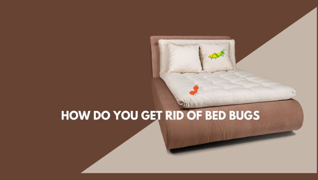 How Do You Get Rid of Bed Bugs