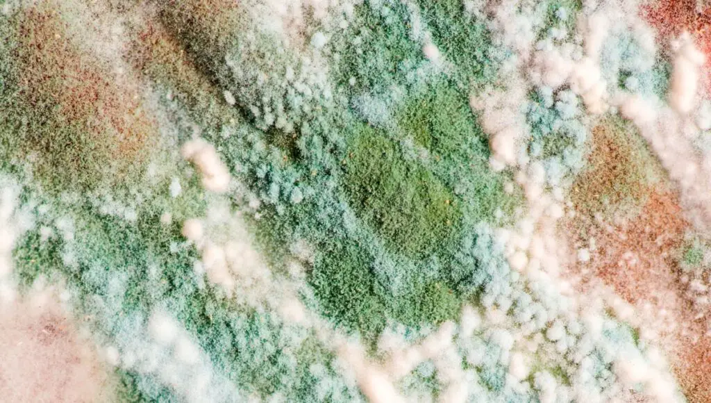 Mold on Green Beans Safe to Eat