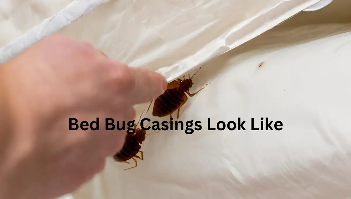 Bed Bug Casings Look Like