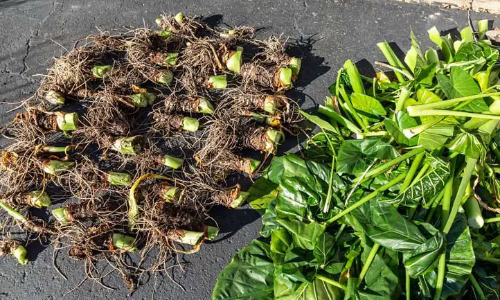 How to Store Elephant Ear Bulbs